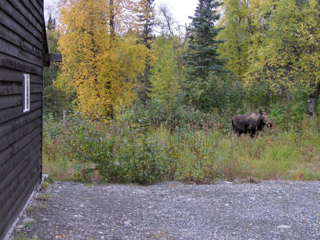 Grace And Bill'S Freedom Hills B&B Talkeetna Kültér fotó